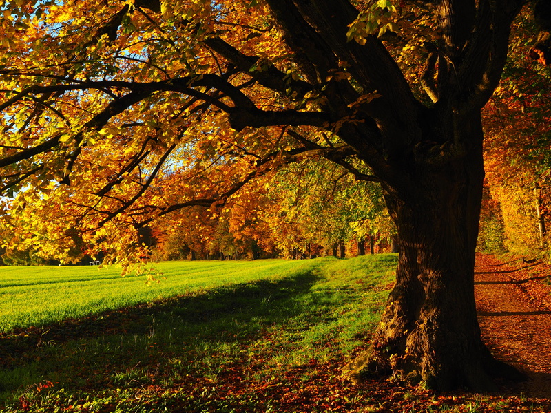 fall foliage, away, tilia, edge of the woods, randweg, grass, fall color, season, plant, meadow, autumn, outdoors, scenics - nature, leaf, hiking, branch