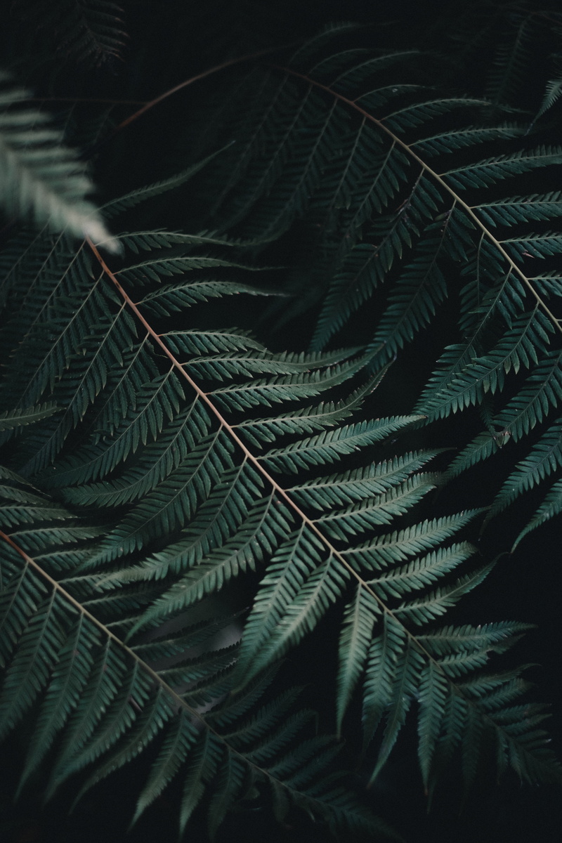 day, outdoors, plant part, carved, no people, beauty in nature, botany, coniferous tree, black background, natural pattern, nature, fragility, vulnerability