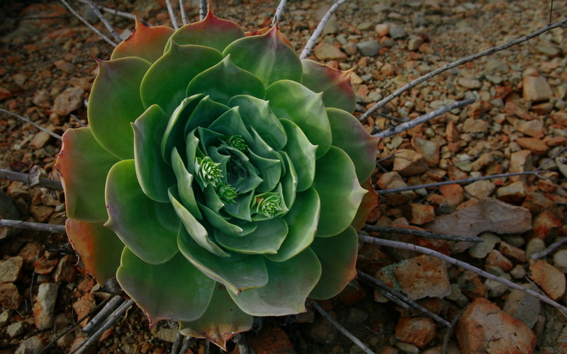 outdoors, beauty In Nature, high angle view, green Color, cactus, land, food, no People, plant, succulent Plant, botany, plant part, field, plants, leaf