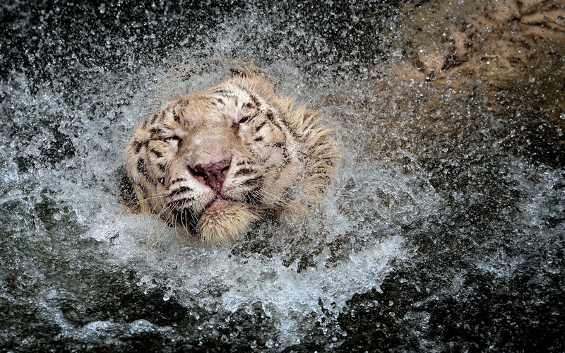 water, tiger, 2K, spray
