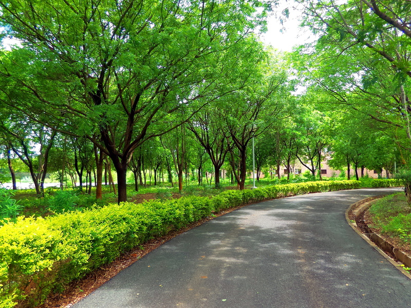 day, park - man made space, forest, the way forward, no people, park, outdoors, treelined, vegetation, 2K, woodland, tree trunk, tree, tranquility, direction