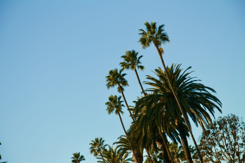 growth, low angle view, green, palm tree, arecaceae, blue, plant, sunny, united states, tropical tree, nature, day, summer, silhouette, arbour, leaf, coconut palm tree