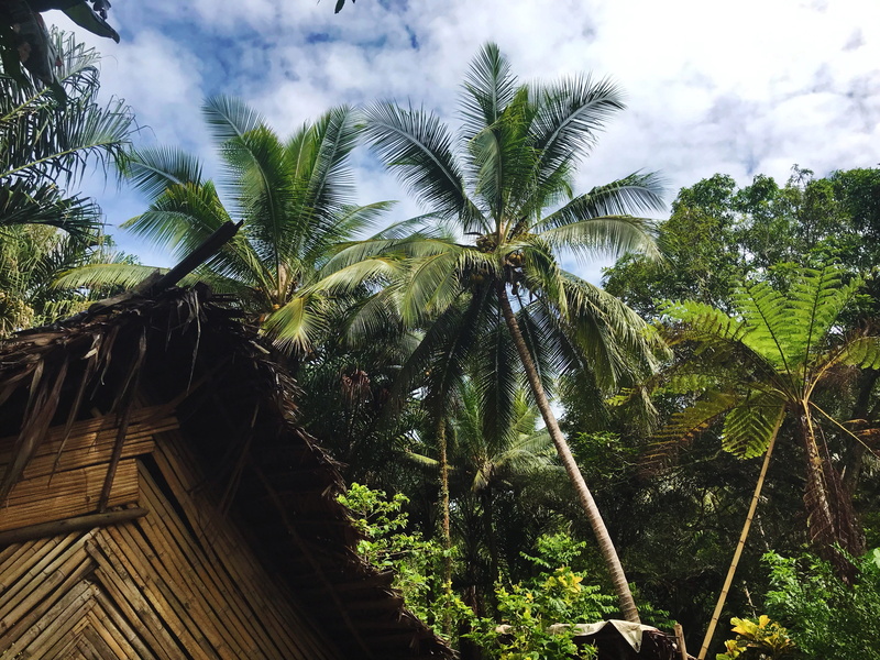 tropical tree, architecture, tree, trunk, arecaceae, cloud - sky, housing, daytime, malampa province, built structure, arbour, tropical, low, tranquility
