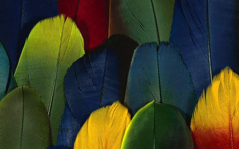 feather, close, 1080P, Colorful, Feathers, color