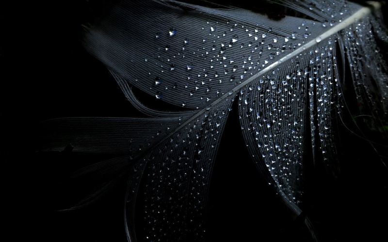 water, plant, feather, close-up, leaf, 1080P, black background, plant part, indoors, raindrop, wet, studio shot, rain, white, water drops, drop, feathers
