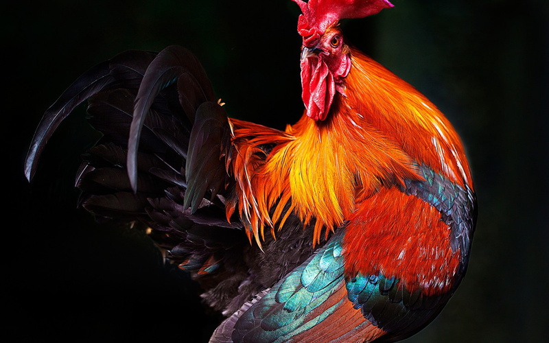 beak, rooster feathers, comb, rooster, 720P, feathers, bird