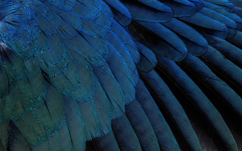 1080P, feathers