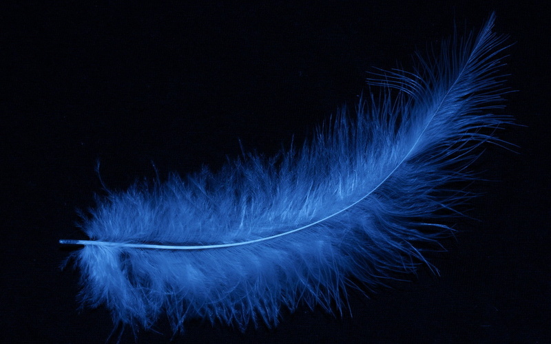 1080P, feathers