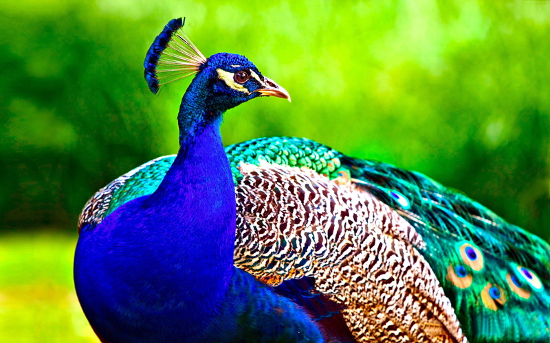 animal head, animal themes, close-up, vertebrate, focus on foreground, animals in the wild, beauty in nature, day, male animal, animal, blue, animal body part