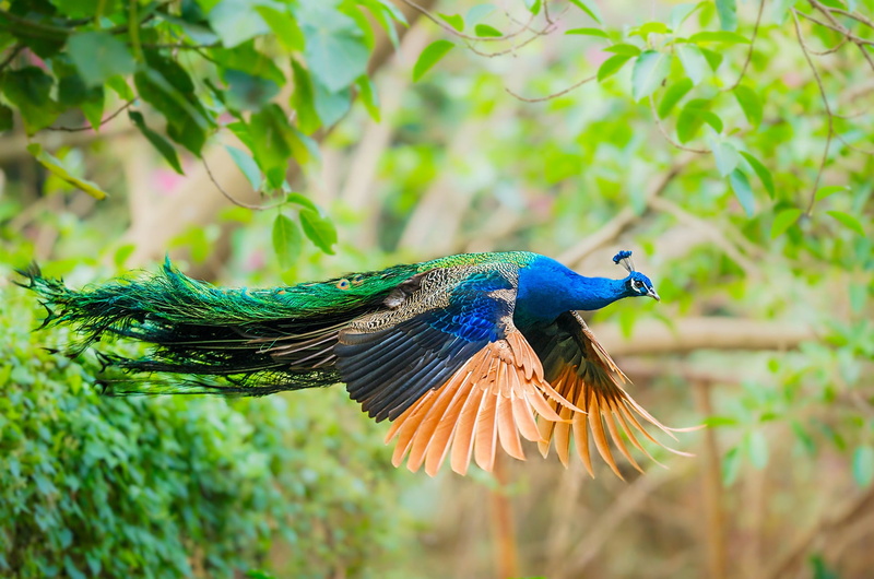 beauty in nature, bird, spread wings, flight, day, branch, one animal, animal themes, 1080P, tail, feathers, green color, outdoors, peacock, close-up