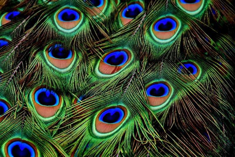 beauty In Nature, animals In The Wild, feather, feathers, blue, close-up, bright, vertebrate, softness, vibrant Color, beauty, tail, male Animal, fanned out