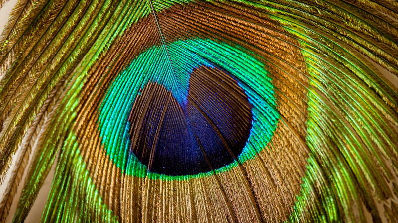animal, animal themes, ornate, full frame, turquoise colored, nature, outdoors, textured effect, multi colored, macro, softness, peacock, beauty in nature