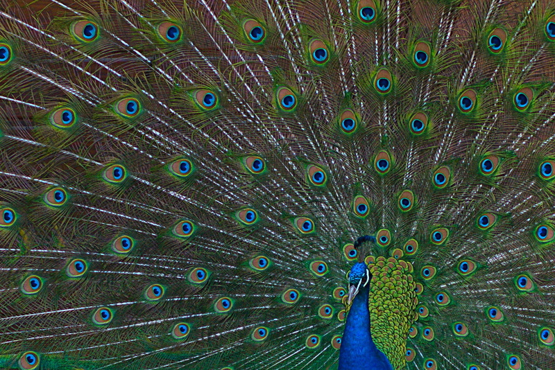 show-off, wheel, peacock feathers, close-up, splurge, fanned out, color, one animal, plumage, beauty, animal, animals in the wild, colorful, natural pattern