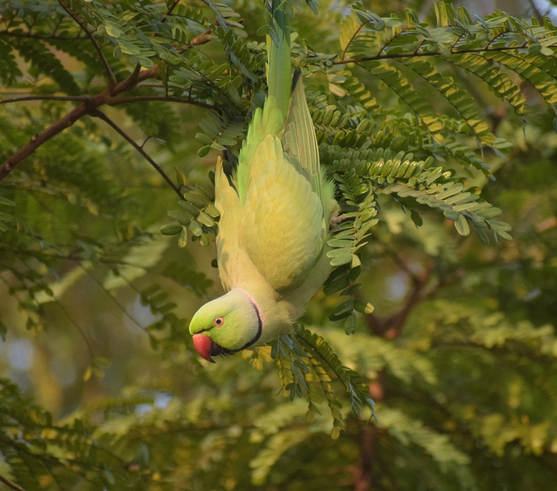 Indian ringed parrot, branches, bird, 1080P, parrot