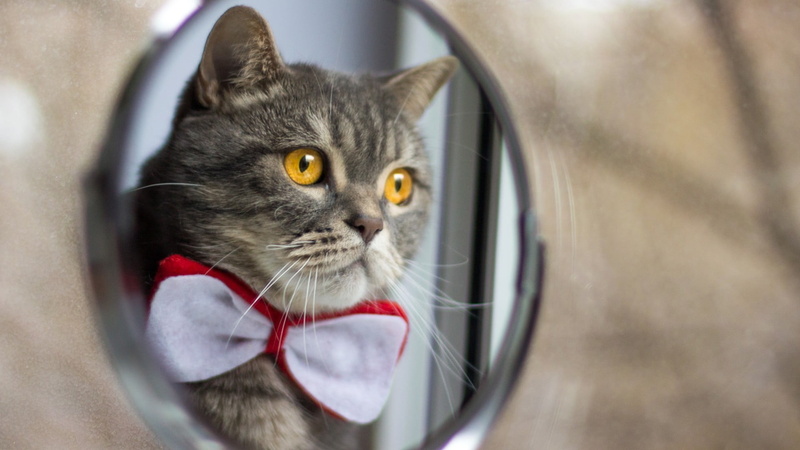 domestic, portrait, animals, mammal, animal head, gray, one animal, mirror, pets, bowtie, looking, animal themes, close-up, animal eye, feline, facial expression
