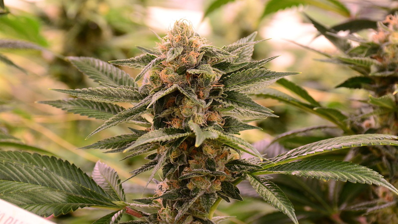 cannabis, 420, weed, marijuana, 1080P