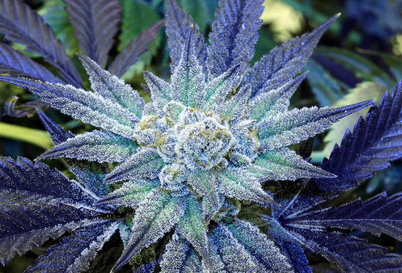 420, drugs, drug, marijuana, trippy, 720P, rasta, nature, reggae, weed, plant, cannabis, psychedelic