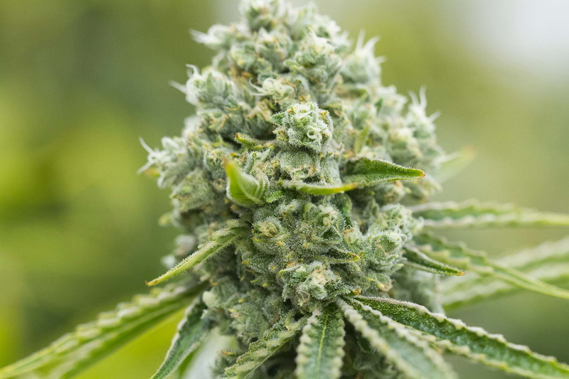 trippy, drugs, rasta, 1080P, drug, reggae, plant, marijuana, psychedelic, weed, nature, 420, cannabis