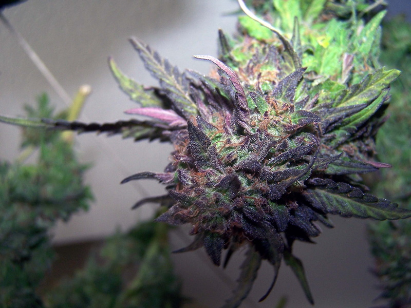 weed, nature, marijuana, 420, drugs, psychedelic, drug, cannabis, 2K, reggae, rasta, plant, trippy