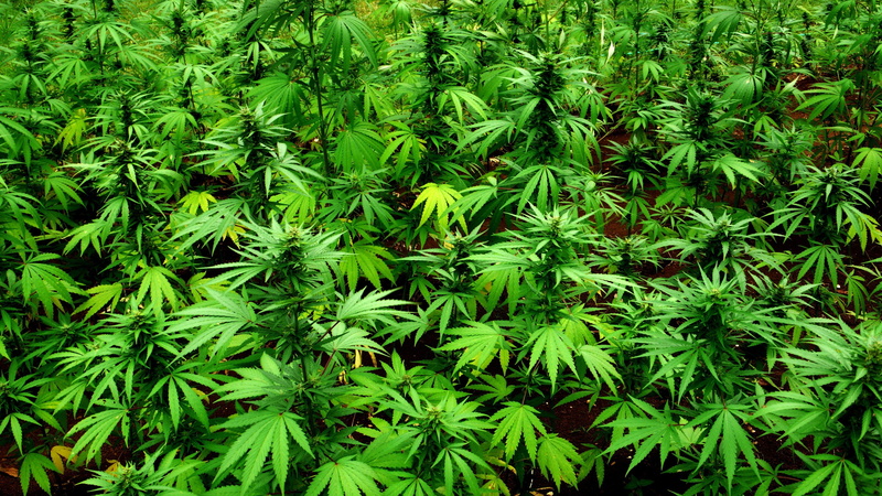 drug, trippy, rasta, plant, cannabis, weed, nature, psychedelic, 4K, reggae, marijuana, 420, drugs