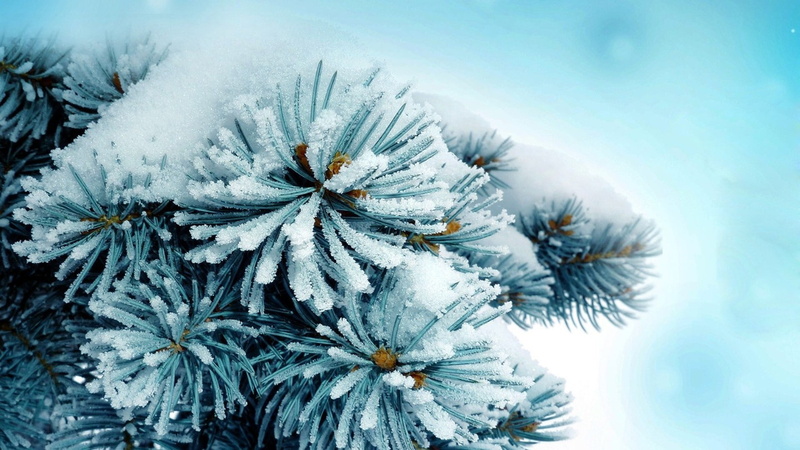 cold - Temperature, ice Crystal, cold temperature, season, growth, conifer, branch, leafed, tree, 1080P, plant, snowing, december, blue, macro, coniferous Tree