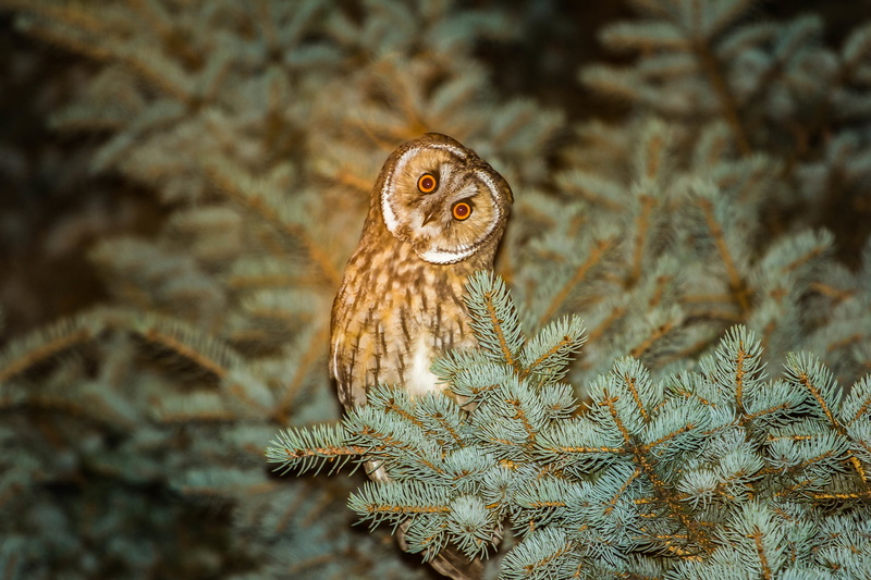 birds, 5K, conifer, nature, animals, owl