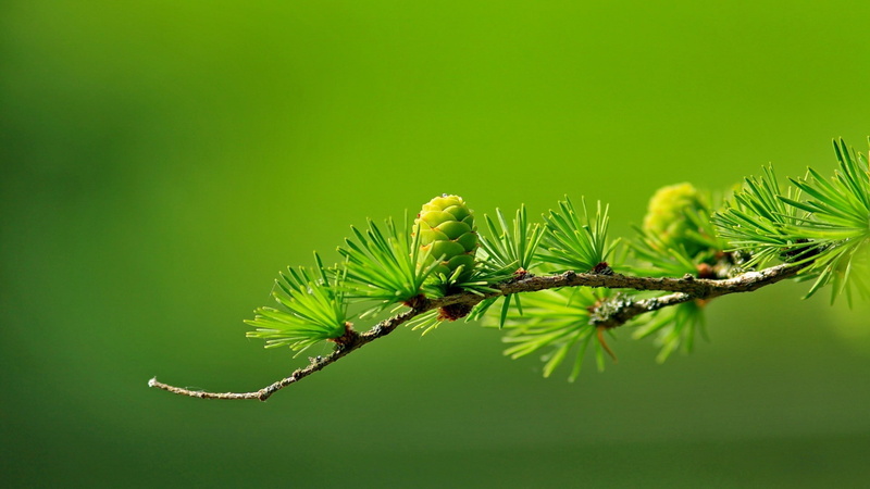 blurred, green, 1080P, photography, cones, macro, conifer