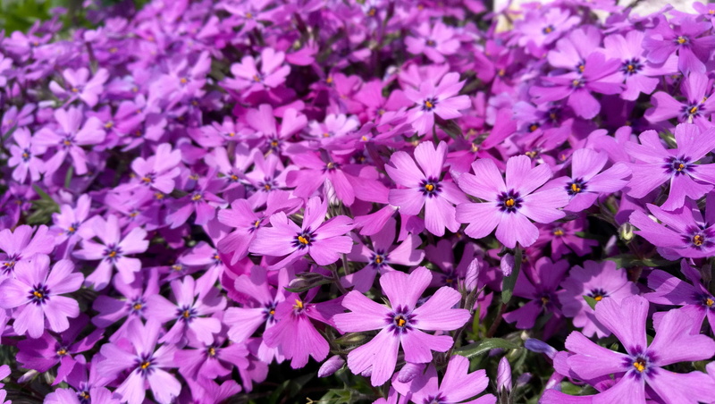 flowers, 4K, backgrounds, pink color, full frame, flower head, beauty in nature, springtime, fragility, gregariousness, cute, nature, inflorescence, no people