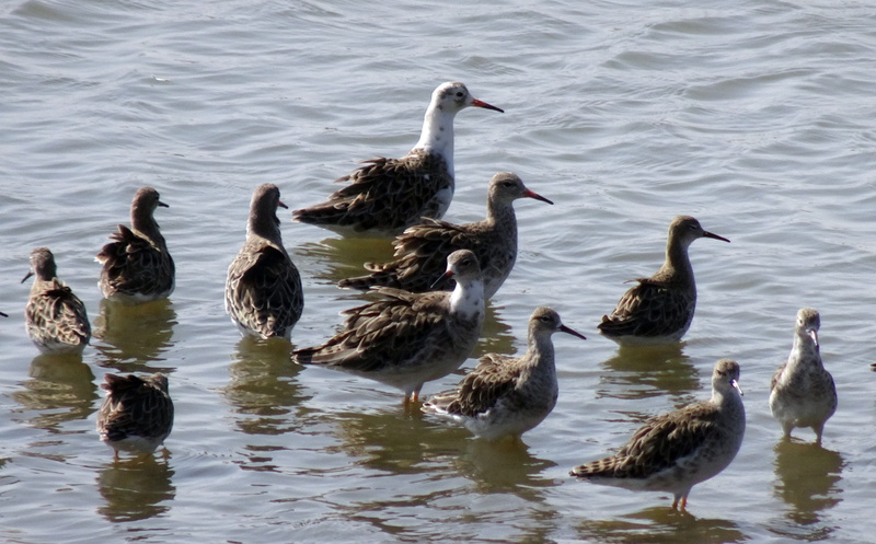 flock of birds, india, ruff, day, animal, bird, animals in the wild, large group of animals, migratory, wetland, animal wildlife, ornithology, gregarious
