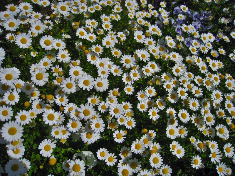 pollen, inflorescence, aroma, beauty in nature, flower garden, gregariousness, pretty, flowering, yokosuka, female, cute, april, yellow, green, flower head