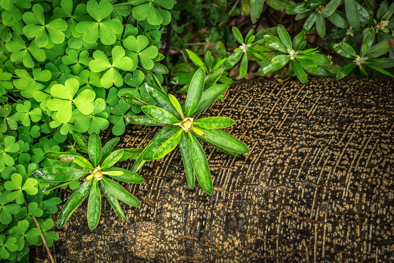 day, Spring, Nature, Clover, ground, botany, close-up, directly above, pattern, trickle, good luck, gregarious, Grass, leaf, no people, abstract, plant part