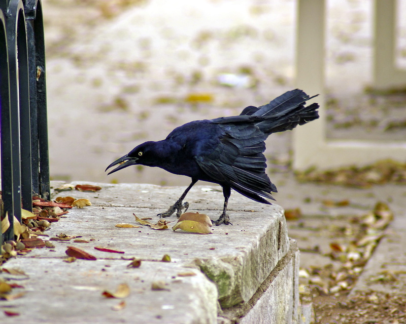 nature, passerine, selective focus, plumage, 2K, wildlife, avian, day, animal, one animal, vertebrate, outdoors, no people, close-up, beak, fair park grackle