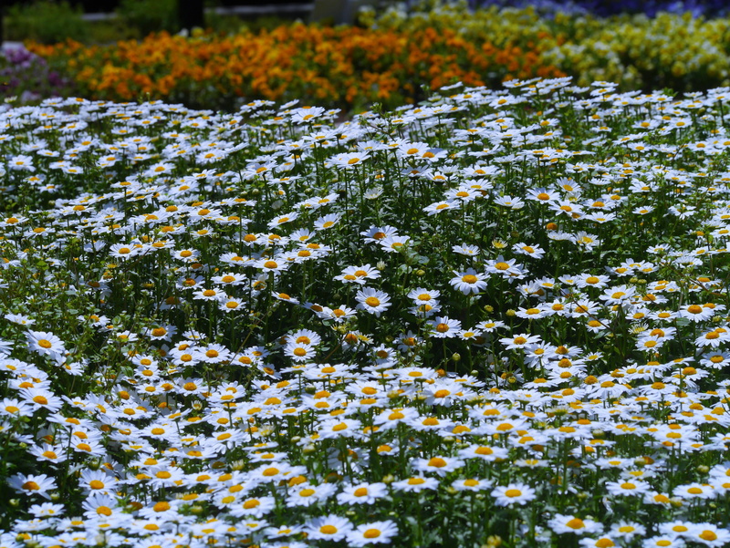 fragrance, white color, yellow, springtime, april, fragility, female, flower, kanagawa, gregariousness, aroma, nature, flowers, flower bed, daisy, abundance
