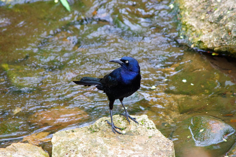 ornithology, perching, plumage, rock, beak, gardens, water, fauna, vertebrate, wildlife, outdoor, rock - object, animal wildlife, no people, feathers, perched
