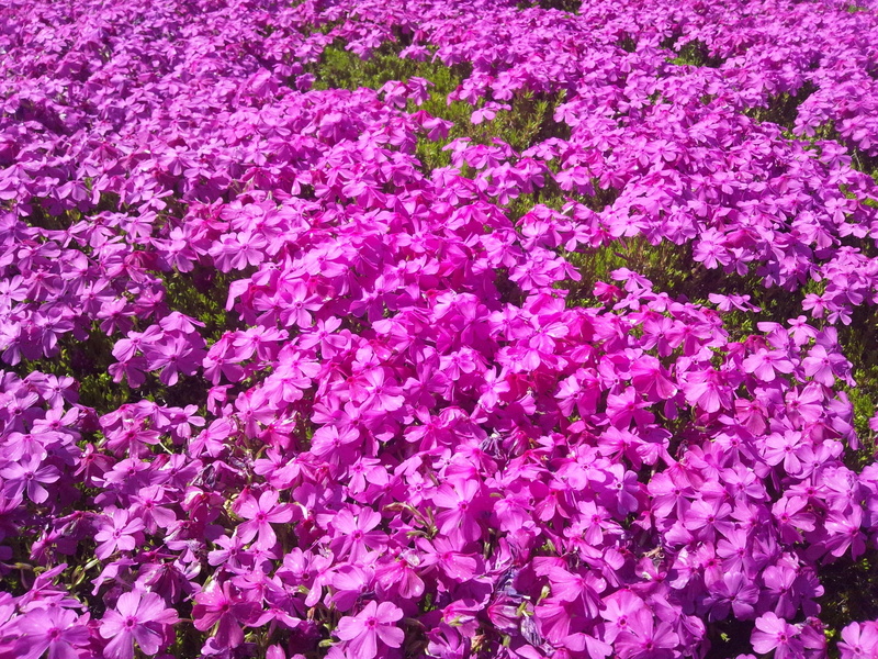 high angle view, outdoors, gregariousness, freshness, backgrounds, flowerbed, beauty in nature, flower, growth, vulnerability, full frame, 2K, day, abundance