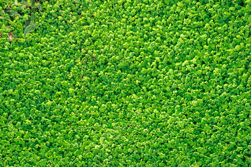 foliage, 2K, shamrock, full frame, field, outdoors, spring, beauty in nature, backgrounds, gregarious, good luck, pattern, nature, april, clover, grass
