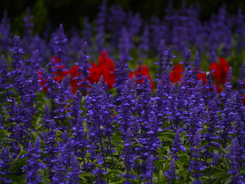 vulnerability, beauty In Nature, selective focus, gregariousness, no people, flowering plant, close-up, inflorescence, lot, plant, outdoors, green, red