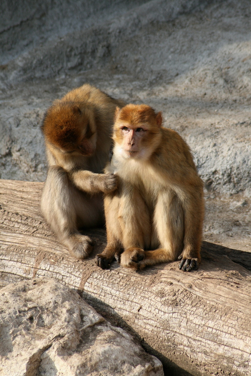 4K, vertebrate, animal family, young animal, sitting, day, animal wildlife, looking away, apes, animals in the wild, a couple of, monkey, gregarious, togetherness