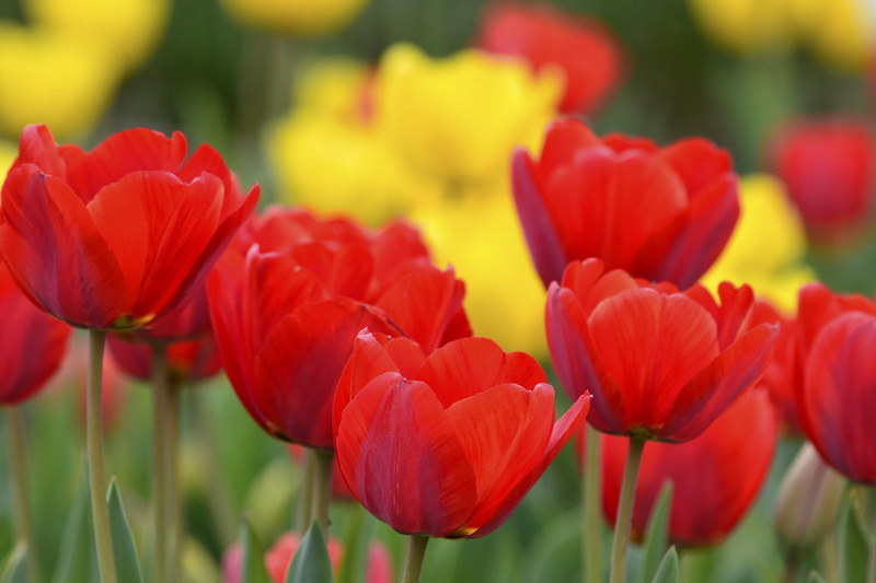 nature, growth, cute, beautiful, focus on foreground, flowering, karen, gregariousness, flower bed, inflorescence, sun, sunshine, flower, gardening, flower head