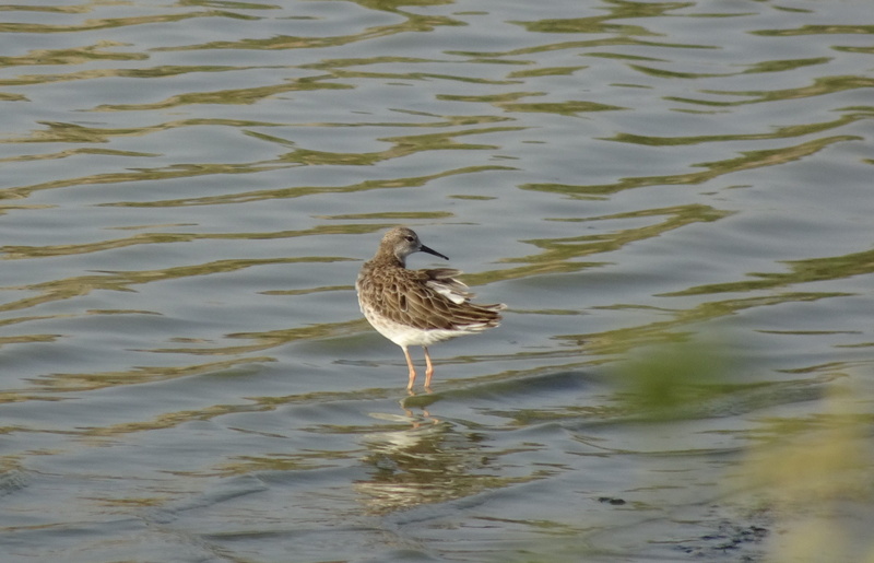 environment, gregarious, animal, ruff, wading, water bird, sandpiper, duck, wildlife, ornithology, migratory, reflection, vertebrate, medium-sized, animal themes