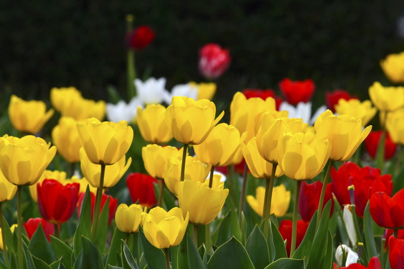 nature, flower head, flowering plant, flower, flower bed, flowering, multi colored, freshness, flowerbed, flowers, white, a lot, yellow, beautiful, 2K