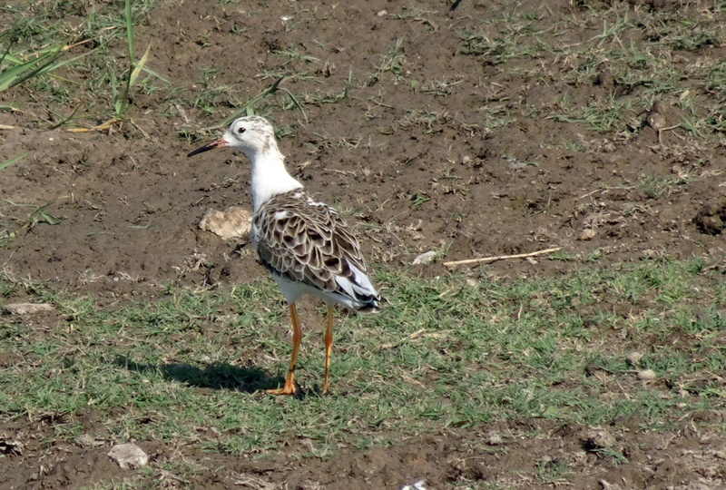 one animal, sandpiper, rajkot, walking, wader, ruff, medium-sized, animal, ornithology, wetland, animals in the wild, looking, vertebrate, wading, environment