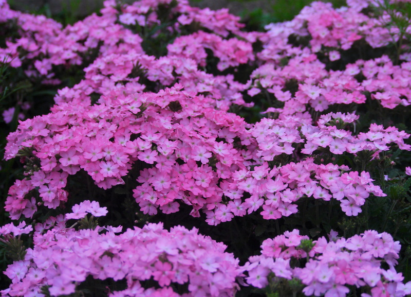 petal, flower head, pink, flowers, gregariousness, grass, beauty in nature, day, plant, springtime, primrose, gardening, green, flower, pink color, japan