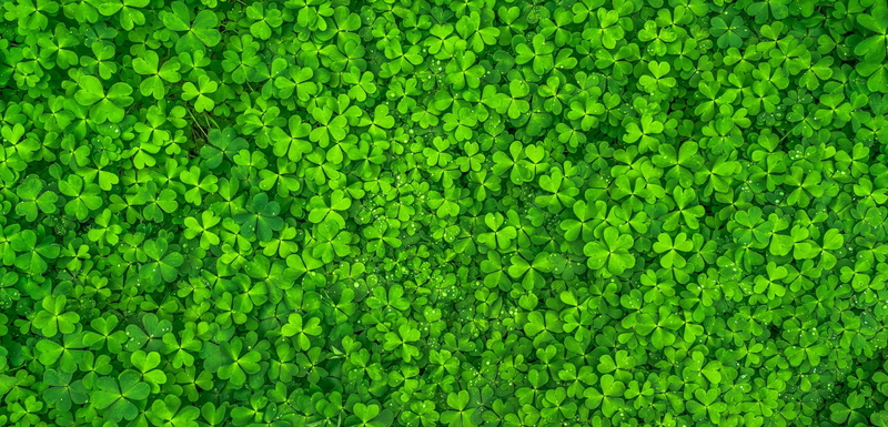 2K, abstract, clover, spring, leaf, nature, shamrock, green