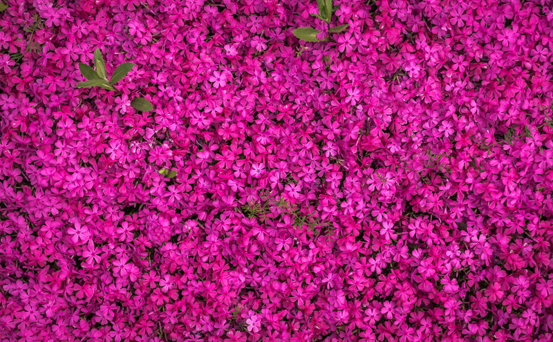 plant, purple, pink color, flower head, texture, indoors, petal, vulnerability, freshness, beauty in nature, textured, backgrounds, aerial, high angle view