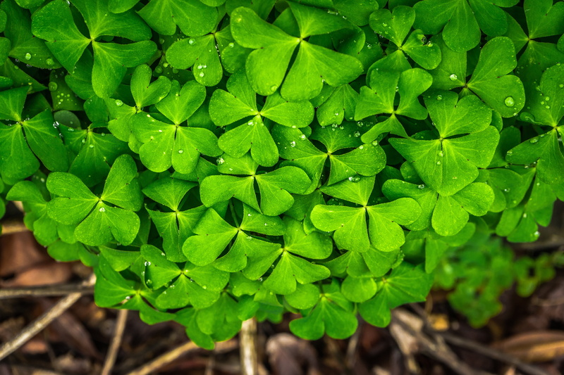 gregarious, vulnerability, close-up, green, close, food and drink, plant, spring, fragility, clover, photo, day, freshness, good luck, outdoors, plants