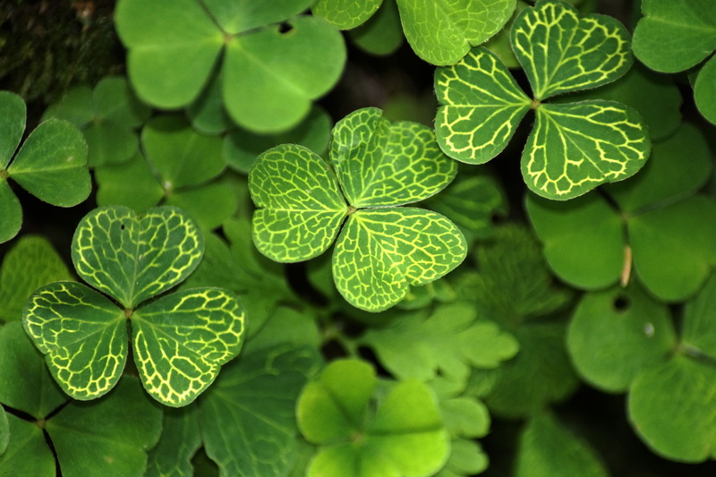 nature, lucky charm, freshness, botany, close-up, outdoors, green, growth, leaf, plant part, mint leaf - culinary, klee, medicine, plant, leaves, no people