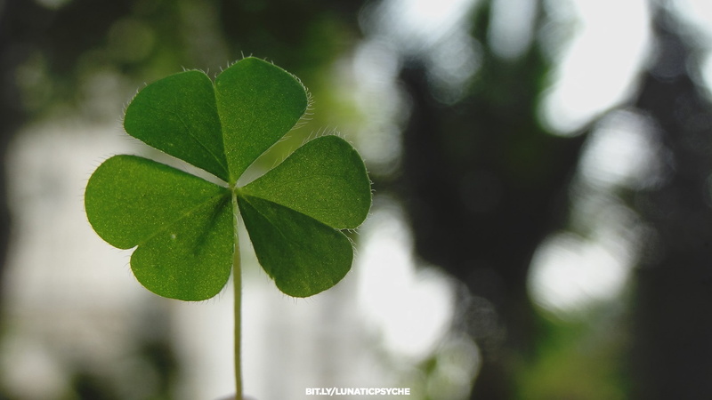 Shamrock, leaves, green, plants, 1080P