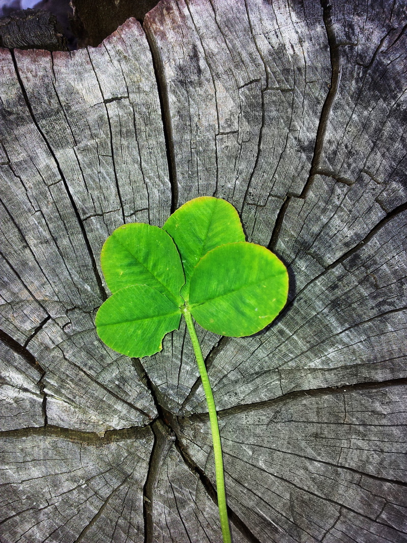close-up, vulnerability, outdoors, nature, bark, leaf, close, vierblättrig, irish, ireland, wood - material, green color, four leaf clover, fragility, day