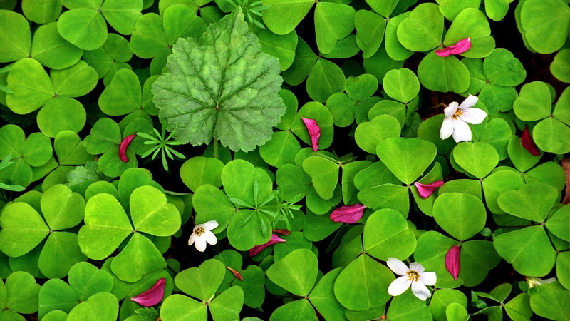 flowers, spring, 1080P, leaves, white, clover, flower, shamrock